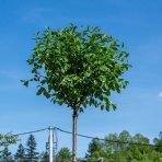 Okrasná višňa (Prunus Frutiosa) ´GLOBOSA´ výška: 200-250 cm, obvod kmeňa: 6/8 cm, kont. C15L 